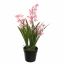 CYMBIDIUM IN POT 60CM PINK