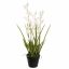 MINI CYMBIDIUM IN POT 75CM WHITE