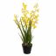 ONCIDIUM IN POT 80CM YELLOW