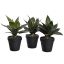SMALL SANSEVERIA IN POT 24CM ASSORTED