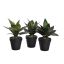 MEDIUM SANSEVERIA IN POT 26CM ASSORTED