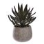 AGAVE IN POT 23CM GREEN