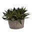 LARGE AGAVE BASKET 25X35CM GREEN