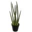 SANSEVERIA IN POT 45CM GREEN