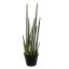 SANSEVERIA IN POT 65CM GREEN