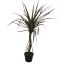 DRACEANA PALM IN POT 90CM GREEN