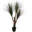 DRACEANA X3 IN POT 120CM GREEN
