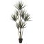 YUCCA PLANT 210CM GREEN