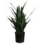 SANSEVERIA IN POT 80CM GREEN
