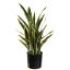 SANSEVERIA IN POT 80CM GREEN YELLOW