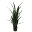 SANSEVERIA IN POT 120CM GREEN
