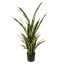 SANSEVERIA IN POT 120CM GREEN YELLOW
