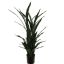SANSEVERIA IN POT 140CM GREEN