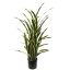 SANSEVERIA IN POT 140CM GREEN YELLOW
