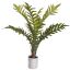FOOT FERN PLANT IN POT 70CM GREEN