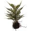 MOSS BASE FERN 35CM GREEN
