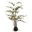 MOSS BASE FERN 70CM GREEN