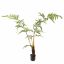 FERN TREE 120CM GREEN