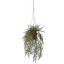HANGING ASPARAGUS IN POT 45CM GREEN