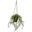 MINI HANGING LVS IN POT 30CM GREEN