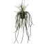 LYCOPODIACEAE HANGING IN POT 85CM GREEN