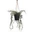 SENECIO HANGING IN POT 35CM GREEN
