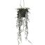 SENECIO HANGING IN POT 70CM GREEN
