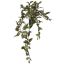 HANGING BUSH IN POT 60CM WANDERING