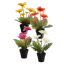 GERBERA X 5 IN POT 35CM ASSORTED