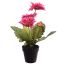 GERBERA X 5 IN POT 35CM BEAUTY