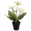 GERBERA X 5 IN POT 35CM CREAM