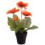GERBERA X 5 IN POT 35CM ORANGE