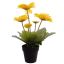GERBERA X 5 IN POT 35CM YELLOW