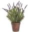 LAVENDER IN POT 36CM LAVENDER