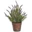 LAVENDER IN POT 46CM LAVENDER