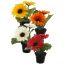 SMALL GERBERA X2 IN POT ASSORTED