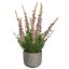 LAVENDER IN CEMENT POT 35CM CREAM