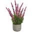 LAVENDER IN CEMENT POT 35CM PINK