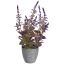 LAVENDER IN GREY POT 50CM LAVENDER