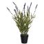 WILD LAVENDER IN POT 45CM LAVENDER