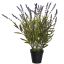 WILD LAVENDER IN POT 50CM LAVENDER