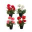 GERANIUM IN POT 31CM ASSORTED