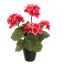 GERANIUM IN POT 31CM BEAUTY