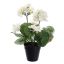 GERANIUM IN POT 31CM CREAM