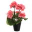 GERANIUM IN POT 31CM PINK