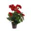 GERANIUM IN POT 36CM RED