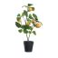 LEMON PLANT IN POT 45CM YELLOW 