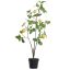 LEMON PLANT IN POT 105CM YELLOW 