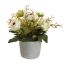 RANUNCULUS IN POT 17CM CREAM