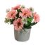 GERBERA IN POT 17CM PINK